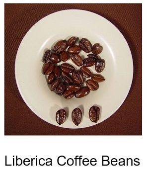 Liberica-coffee-beans