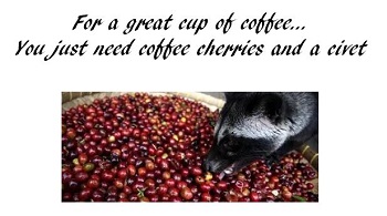 kopi-luwak-coffee-cherries-and-a-civet
