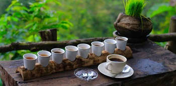 Coffee-Plantation