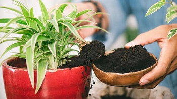 How-to-compost-coffee-grounds